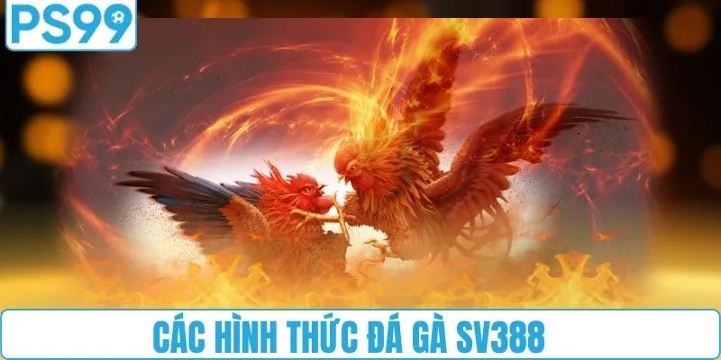 Các hình thức đá gà SV388