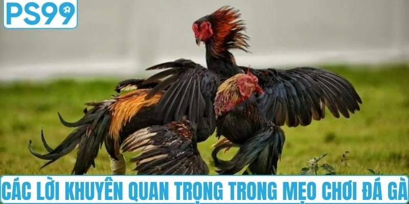 Các lời khuyên quan trọng trong mẹo chơi đá gà