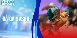 Đá Gà SV388 - Đẳng Cấp Sới Gà Số 1 Châu Á