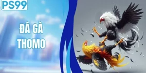 Đá Gà Thomo - Điểm Hẹn Cá Cược Gà Chọi Hấp Dẫn Nhất