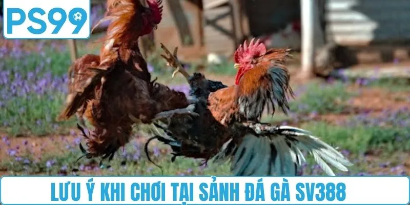 Lưu ý khi chơi tại sảnh SV388