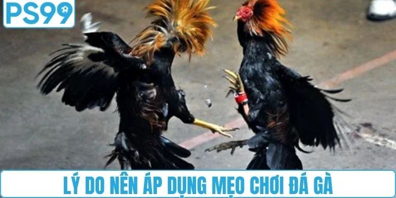 Lý do nên áp dụng mẹo chơi đá gà
