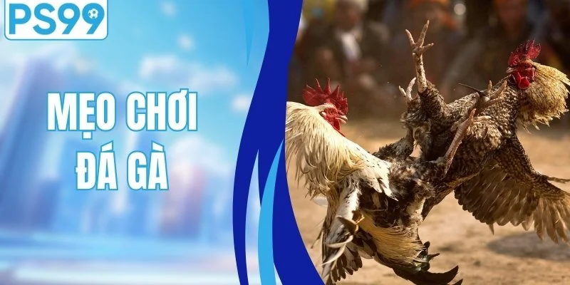 Mẹo Chơi Đá Gà - Chiến Thuật Bắt Kèo Chuẩn Từ Nhà Cái