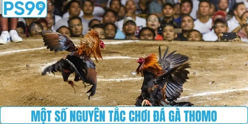 Một số nguyên tắc chơi đá gà Thomo