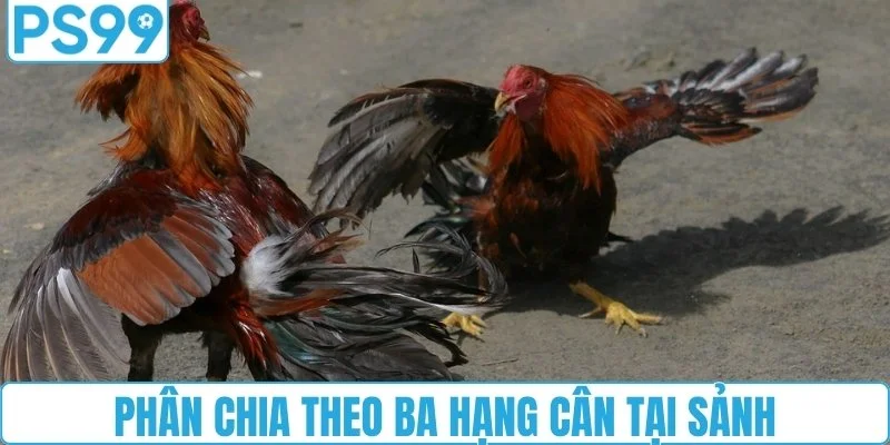 Phân chia theo ba hạng cân tại sảnh
