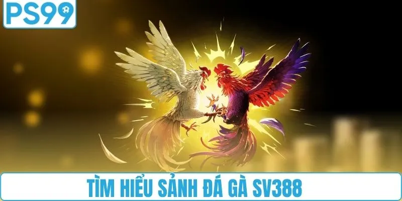 Tìm hiểu sảnh đá gà SV388