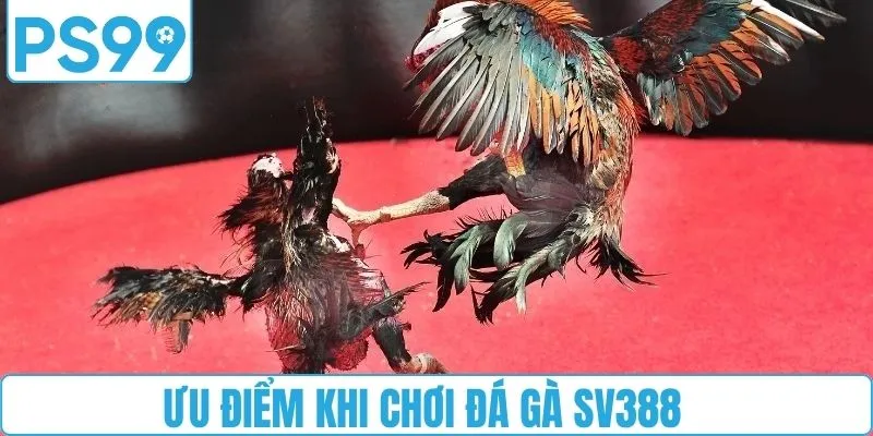 Ưu điểm khi chơi đá gà SV388